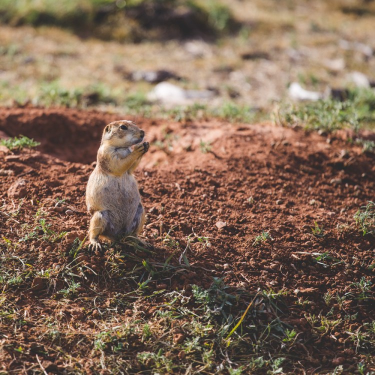 ISO 100 | f/4 | 1/500 | 200mm