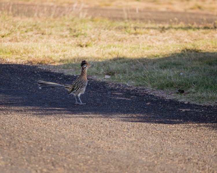 ISO 100 | f/4 | 1/320 | 200mm