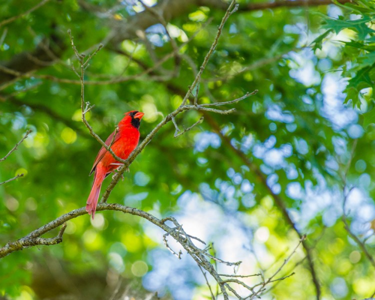 ISO 400 | f/4 | 1/160 | 200mm