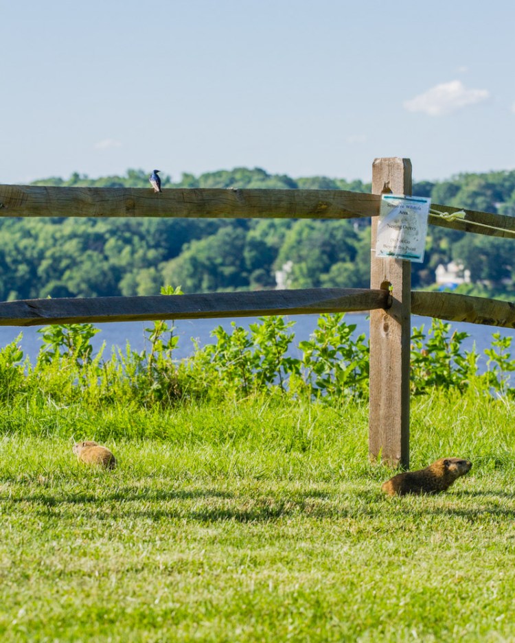 ISO 400 | f/5.6 | 1/1600 | 109mm